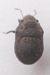 Acantholomidea porosa