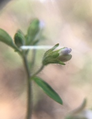 Collinsia childii