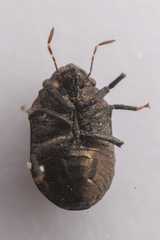 Acantholomidea porosa