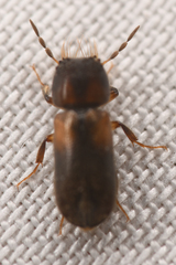 Xylobiops sextuberculatus