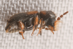 Xylobiops sextuberculatus