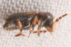 Xylobiops sextuberculatus