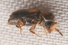 Xylobiops sextuberculatus