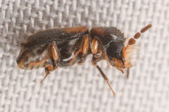 Xylobiops sextuberculatus