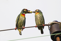 Coppersmith Barbet photo 5