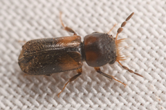 Xylobiops sextuberculatus