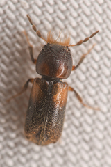 Xylobiops sextuberculatus