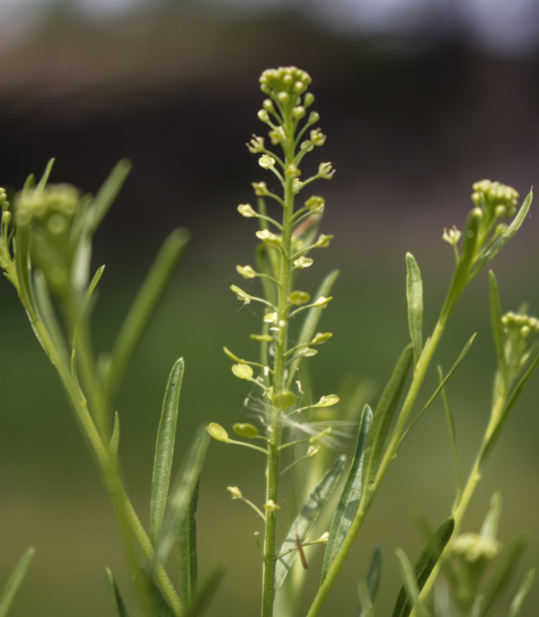 Lepidium densiflorum
