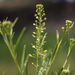 Common Peppergrass - Photo (c) aarongunnar, some rights reserved (CC BY), uploaded by aarongunnar