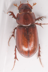 Dellacasiellus pseudofucosus