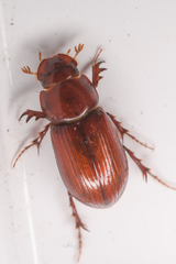 Dellacasiellus pseudofucosus