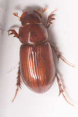 Dellacasiellus pseudofucosus