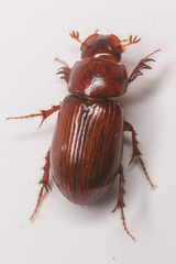 Dellacasiellus pseudofucosus