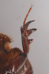 Dellacasiellus pseudofucosus