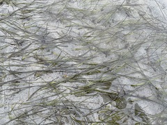 Zostera japonica