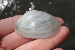 Periploma planiusculum