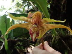 Maxillaria striata