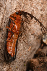 Pterotus obscuripennis