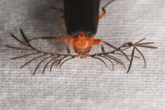 Pterotus obscuripennis