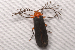 Pterotus obscuripennis