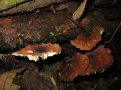 Marasmius berteroi