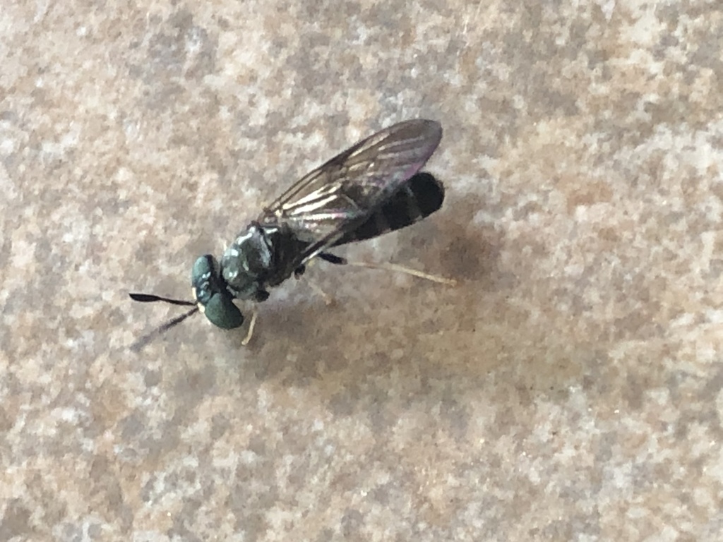 Hermetia flavipes
