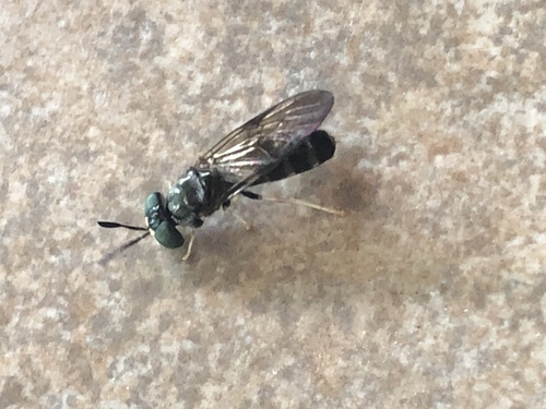 Hermetia flavipes