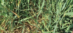 Phalaris minor