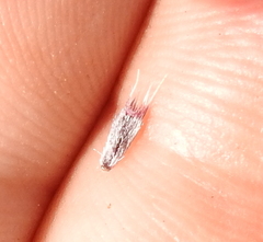 Layia chrysanthemoides