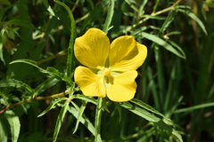 Ludwigia bonariensis