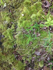 Dichanthelium implicatum