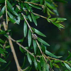 Iptergonus bifurcatus