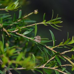 Iptergonus bifurcatus