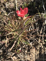 Castilleja indivisa