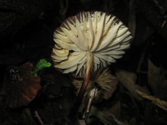 Marasmius berteroi