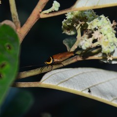 Ellipsidion reticulatum