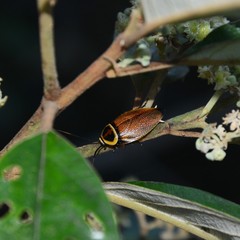 Ellipsidion reticulatum