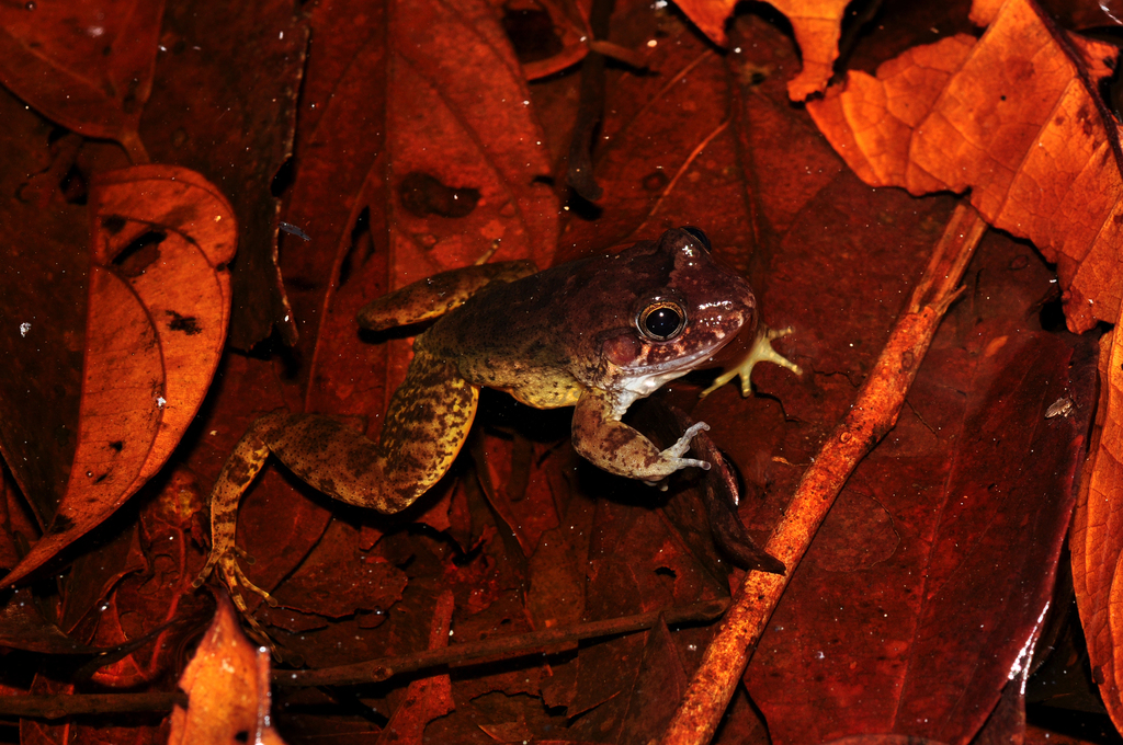 Smooth Jungle Frog