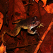 Smooth Jungle Frog - Photo (c) Pedro Ivo, some rights reserved (CC BY-NC), uploaded by Pedro Ivo
