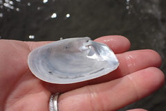 Periploma planiusculum
