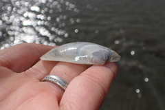 Periploma planiusculum