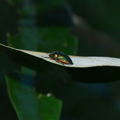 Lampromicra