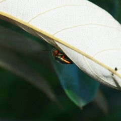 Lampromicra