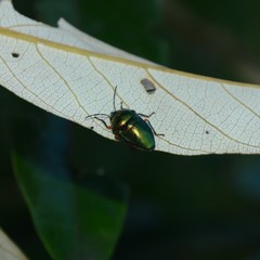 Lampromicra