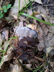 Phellodon niger alboniger