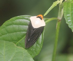 Oxypeltarion masoni