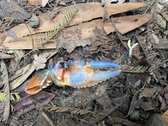 Euastacus woiwuru