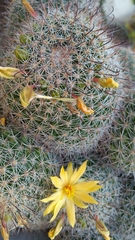 Mammillaria beneckei