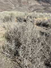 Atriplex torreyi