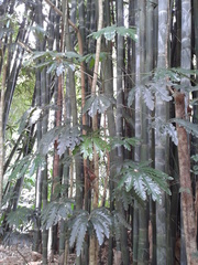 Plerandra elegantissima